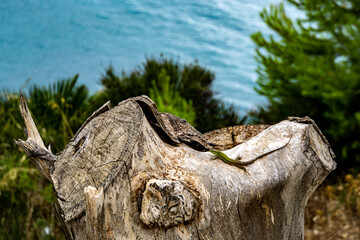 Closeup shot of a tiny black and green lizard on a wooden surface