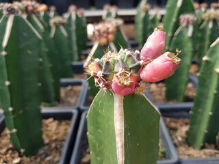 fruit cactus