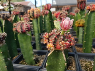 flower cactus