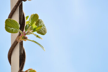 Kiwi leaves growing on spring day wrapped around the fence in a garden width blue sky in the background