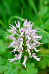 Orchis italica or wild orchid in the pasture of extremadura