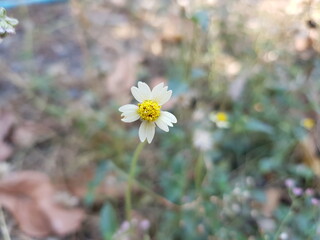 flower in a field
