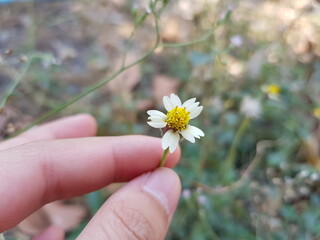 flower in the hand