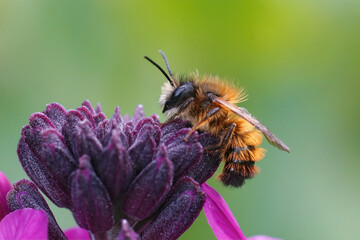 Nahaufnahme einer frisch aufgetauchten männlichen roten Mauerbiene (Osmia rufa) auf einem lila Mauerblümchen (Erisymum Cheir)