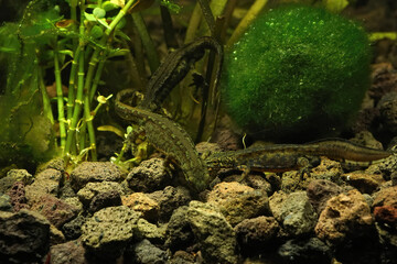 Few aquatic Carpathian newts (Lissotriton montandoni) are looking for food