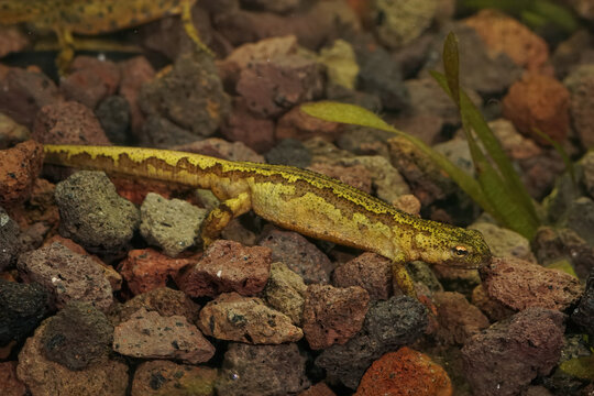 Closeup of an aquatic unusual colorful female Carpathian newt (Lissotriton montandoni)