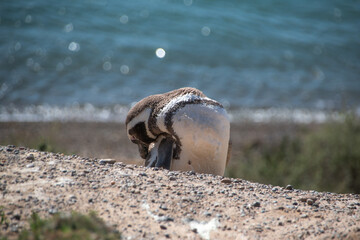 Pingüino de Magallanes con mar de fondo