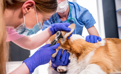 A team of veterinarians examines the ears of a sick Corgi dog using an otoscope