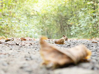squirrel in the park