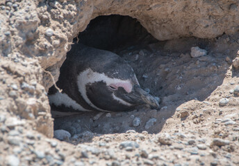 Pingüino de Magallanes en su nido
