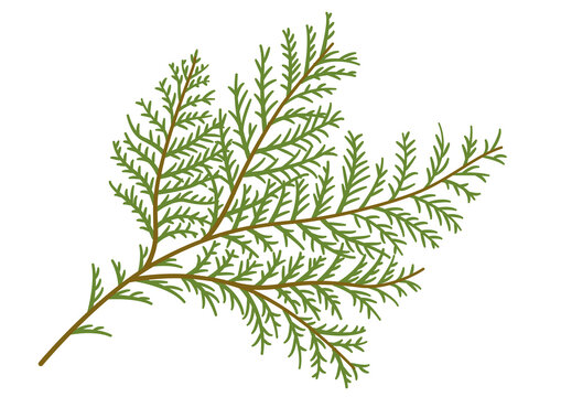 ヒバの葉 の画像 729 件の Stock 写真 ベクターおよびビデオ Adobe Stock ヒバの葉 の画像 729 件の Stock 写真 ベクターおよびビデオ Adobe Stock