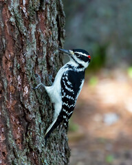Hairy woodpecker (Leuconotopicus villosus) perched on the side of a tree while hammering away at it