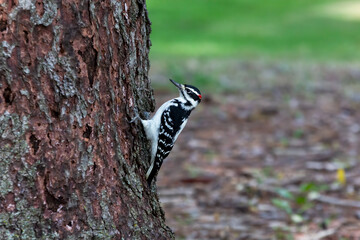 Hairy woodpecker (Leuconotopicus villosus) perched on the side of a tree while hammering away at it