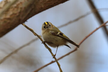 beautiful colorful little bird on the branch, regulus regulus, polish wild nature