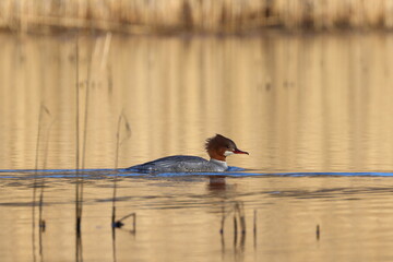 A merganser swimming in the lake against the background of reeds