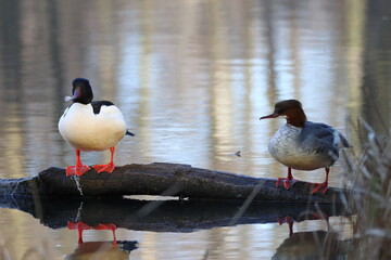 ducks on the lake