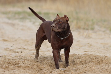 brown thoroughbred dog, pit bull