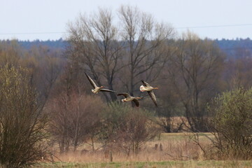 wild geese in flight, Polish nature