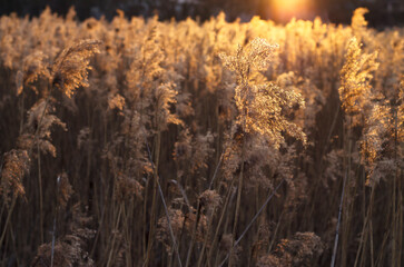 Fototapeta premium Fluffy reeds at sunset light. Natural textured background.