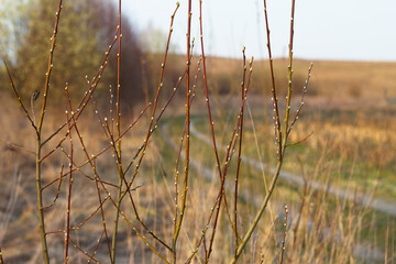 Willow young tree with opening buds and unfocused countryside landskape with a road. Spring background. Seasonal nature colors.