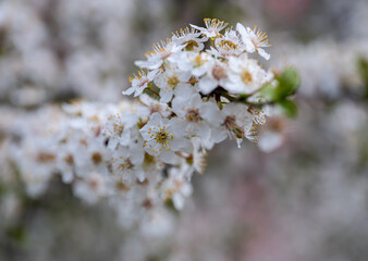 branch covered with white flowers, spring bloom