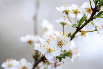 branch covered with white flowers, spring bloom