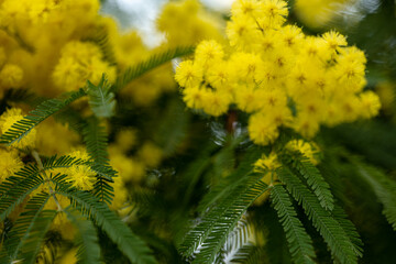 beautiful, yellow, flowering branch of mimosa on a green background