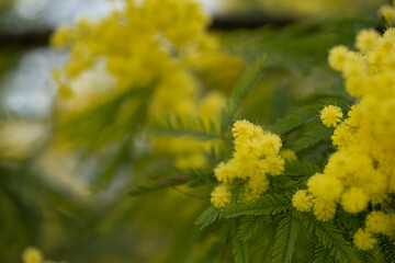 beautiful, yellow, flowering branch of mimosa on a green background