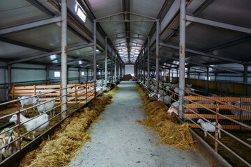 Dairy goats in modern free livestock stall