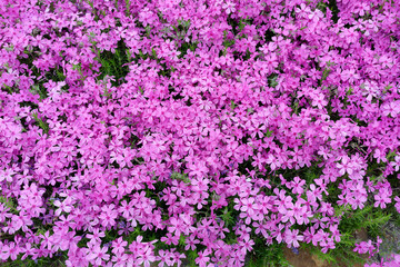 Pink spring phlox carpet background.