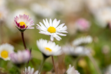 white and pink daisies in the meadow among the grass