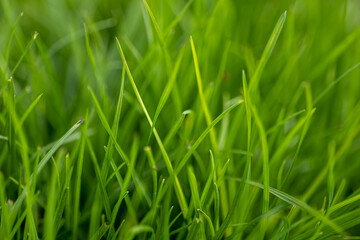 fresh, juicy grass in the meadow close-up