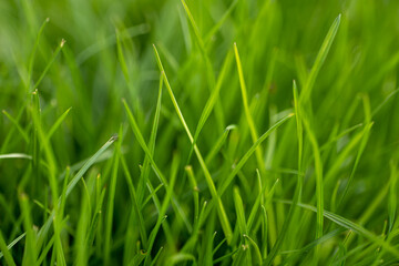 Fototapeta na wymiar fresh, juicy grass in the meadow close-up