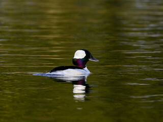 Male Bufflehead Swimming on Pond with Green Water in Early Spring  