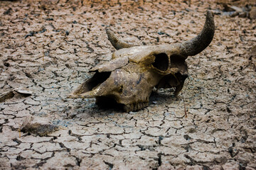 skull of a bull