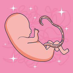 baby fetus illustration