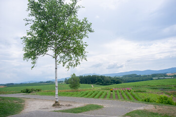 paisagens de Hokkaido.