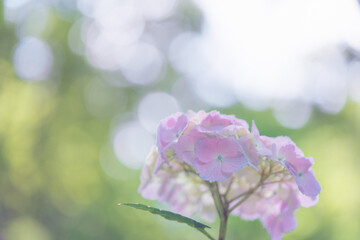 木漏れ日の中の紫陽花をマクロ撮影