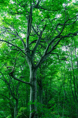 緑の葉が濃い森