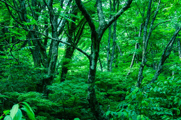 緑の葉が濃い森