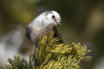 A Gray Jay in the Rocky Mountains of Colorado