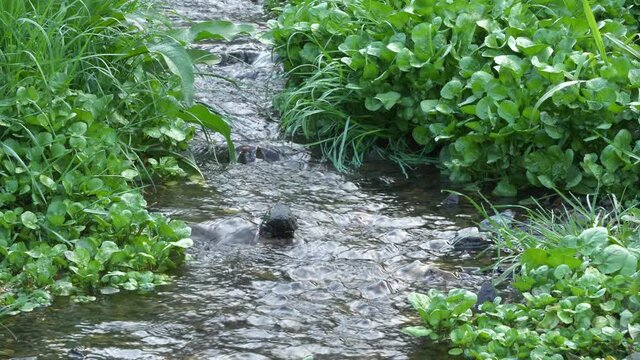 日本の美しい渓流　水のせせらぎと野鳥の鳴き声