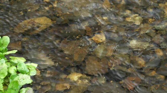 日本の美しい渓流　水のせせらぎと野鳥の鳴き声