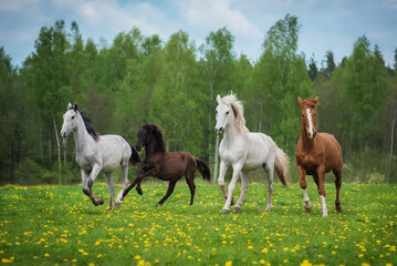 Herd of horses running on the field with flowers in summer