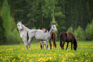 Obraz na płótnie Canvas Herd of horses on the field with flowers in summer