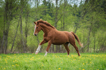Beautiful horse running on the field with flowers in summer