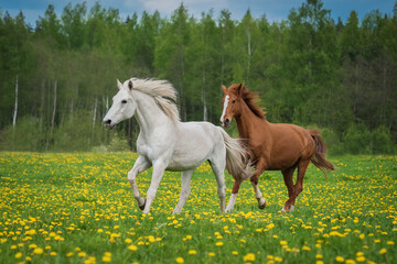 Naklejka na ściany i meble Two horses running on the field with flowers in summer