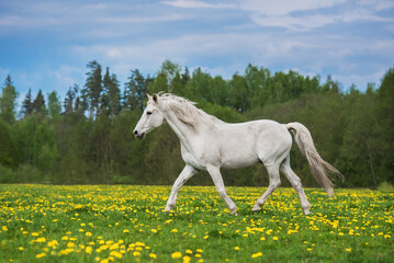 White horse running on the field with flowers in summer