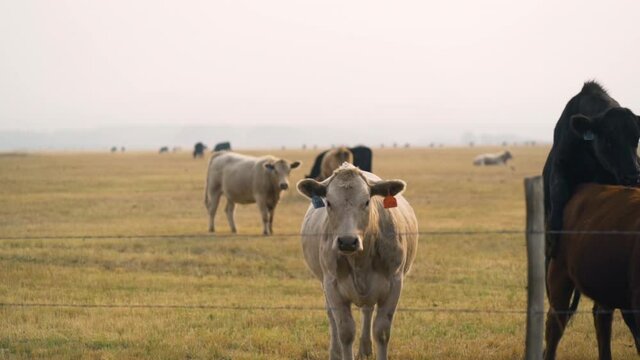 White cow staring, while black cattle is mating, in USA - Slow motion, tilt view
