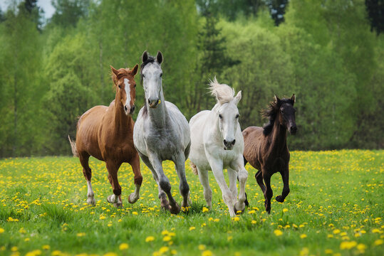 Four horses running on the field with flowers in summer